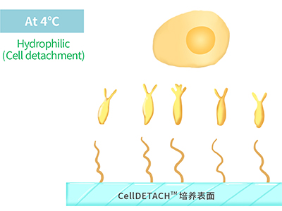 4℃時，溫敏聚合物涂層為高分子伸直狀態(tài)，表現(xiàn)為親水性，利于貼壁細(xì)胞的脫落