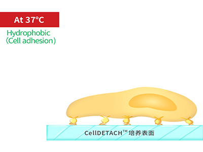37℃時，溫敏聚合物涂層為高分子卷縮狀態(tài)，表現(xiàn)為輕度疏水性，更有利于細(xì)胞的貼附
