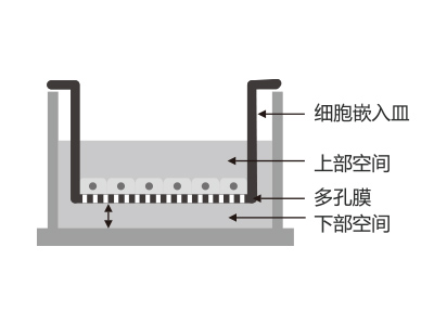 懸掛式設(shè)計(jì)，嵌入皿移細(xì)胞嵌入皿移動(dòng)時(shí)單層細(xì)胞不受影響上部空間 ，還能防止培養(yǎng)液通過(guò)中毛細(xì)作用流失